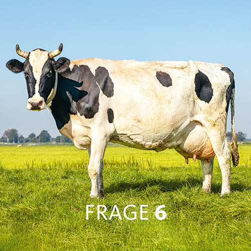 Kuh auf einer Weide; Text im Bild: Frage 6