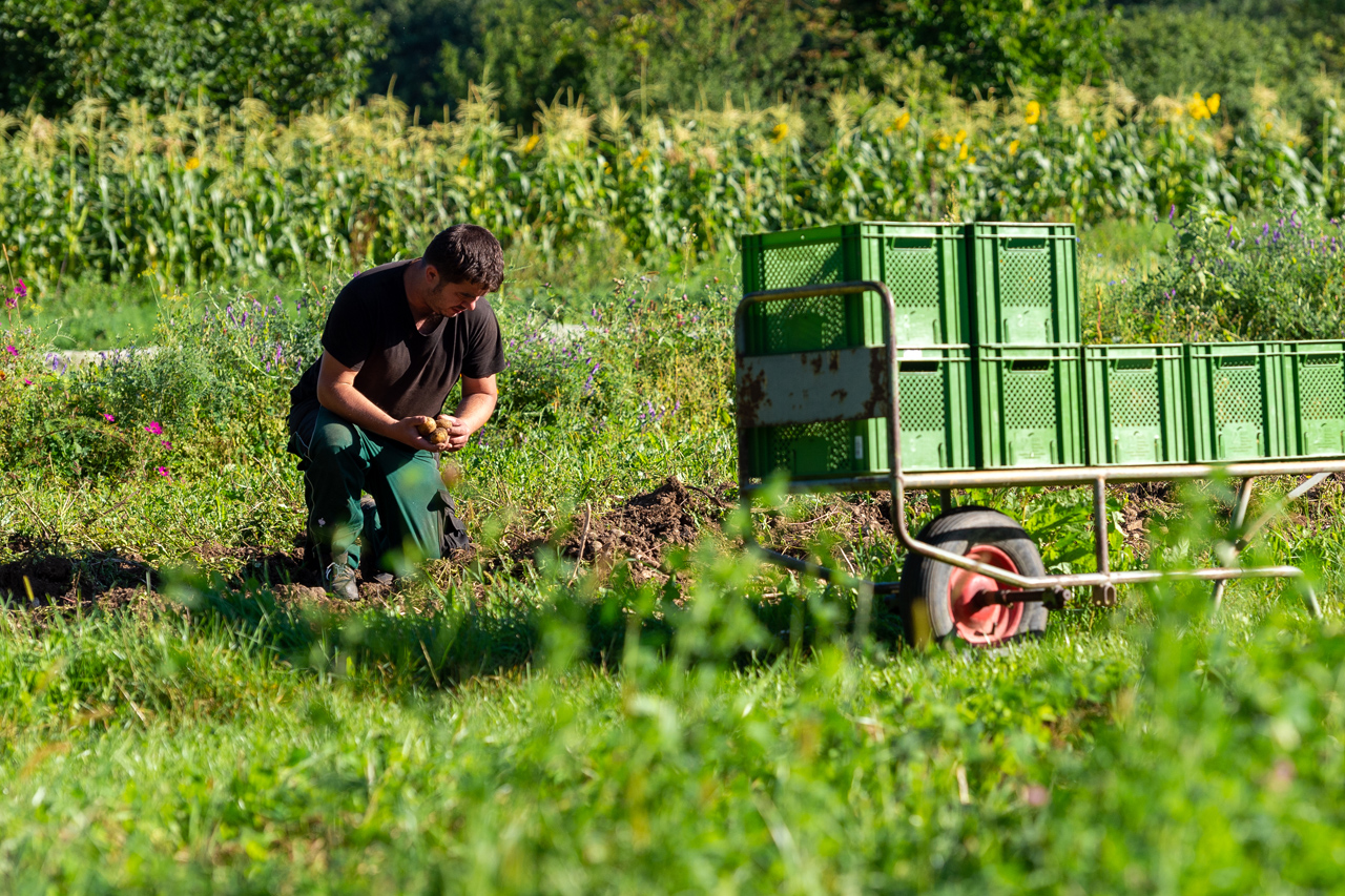Dass in der Gärtnerei Hollern ökologischer Landbau betrieben wird, macht die Anbauprozesse arbeitsintensiver als in der konventionellen Landwirtschaft. Dadurch entstehen Aufgabengebiete, die sich hervorragend für Menschen mit Einschränkungen eignen.  