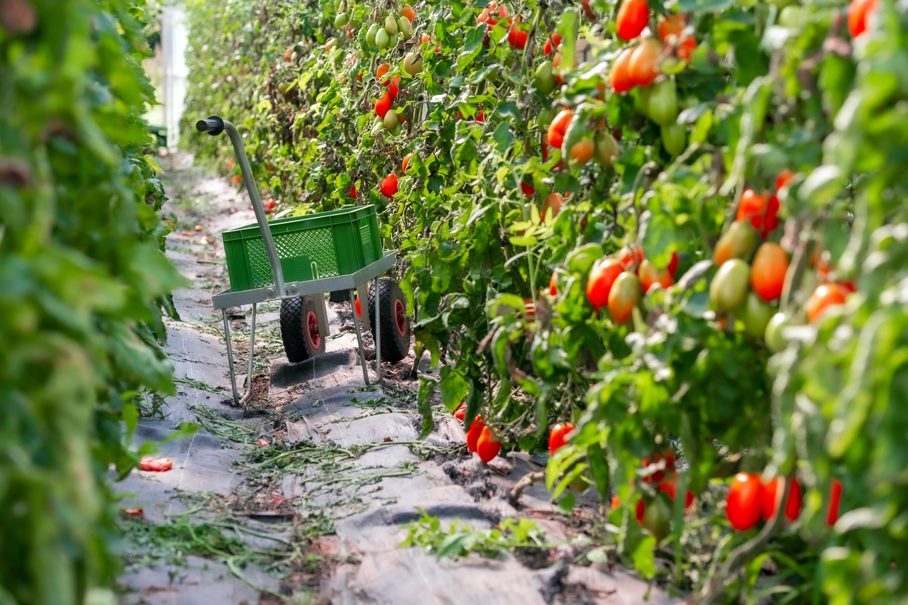Tomaten, die im heimischen Garten oft erst ab August geerntet werden können, schaffen es so schon Ende Juni in die Gemüsetüte. 