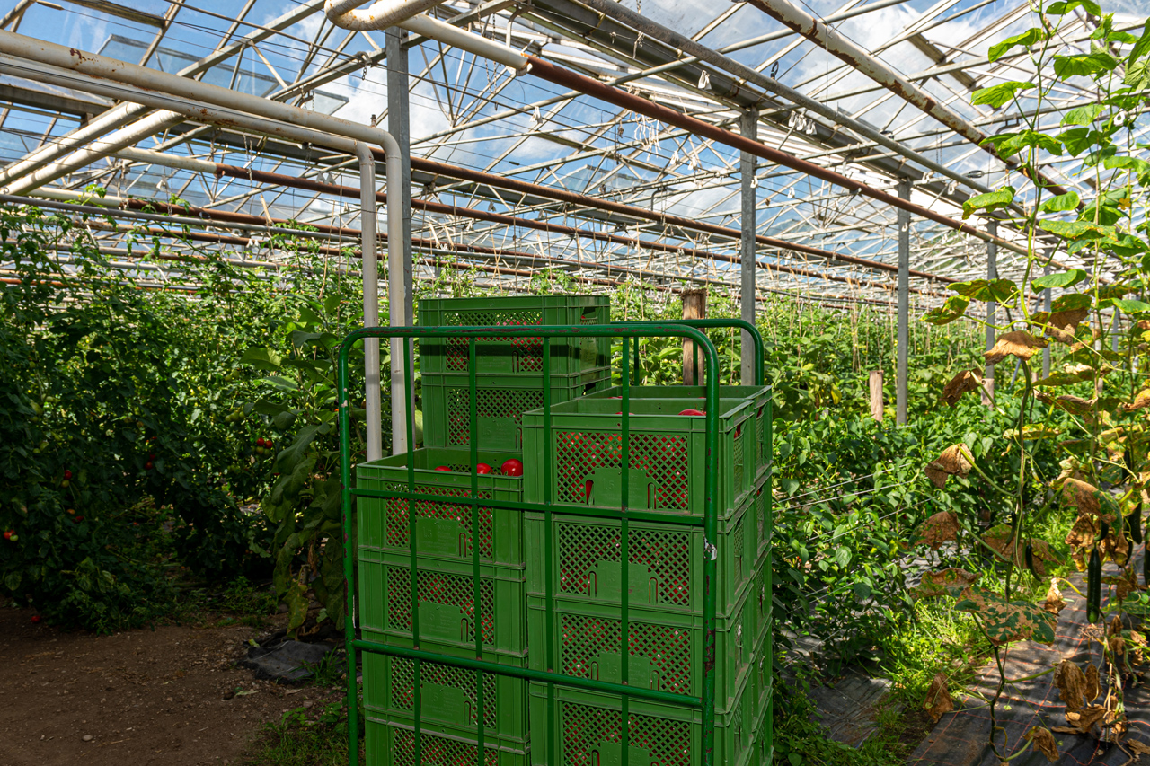 Ab dem Frühjahr wachsen hier dann die Hitzespezialisten unter den Gemüsesorten: Die Südländer Aubergine, Paprika, Tomaten und feurige Chilis fühlen sich hier zu Hause. 