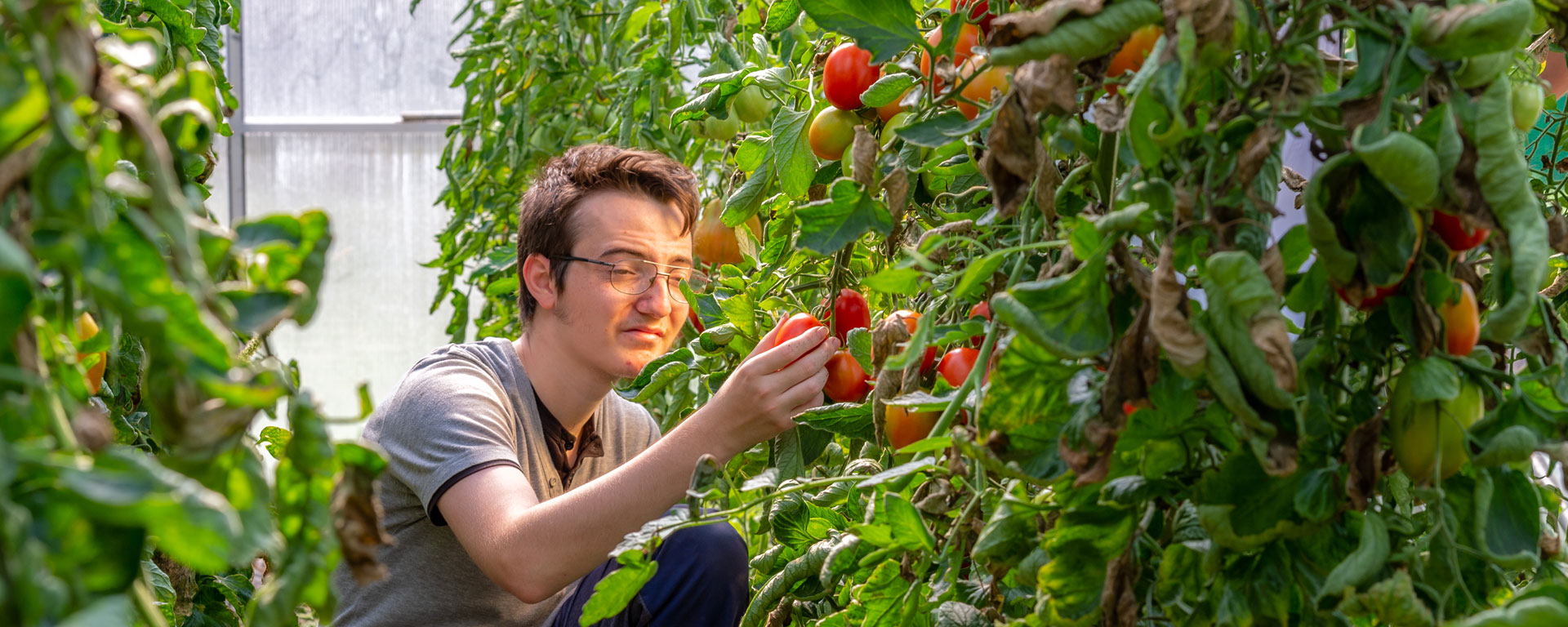 Ein Klient der Augustinum Gärtnerei Hollern erntet Tomaten