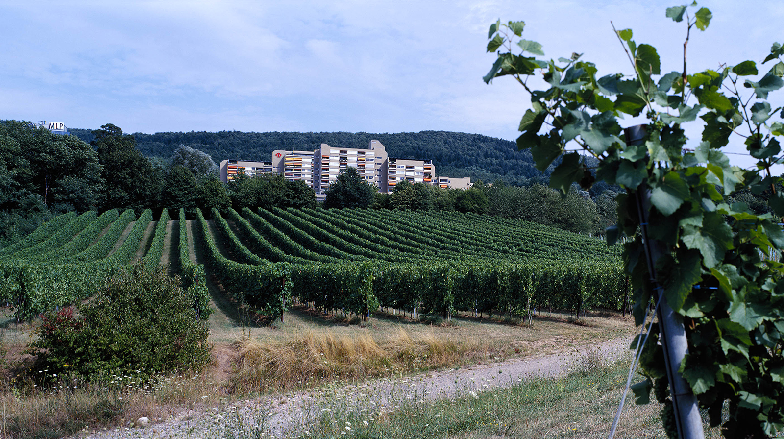 Direkt am Haus beginnen Spazierwege durch die angrenzenden Weinberge und Wälder. Direkt am Haus beginnen Spazierwege durch die angrenzenden Weinberge und Wälder.