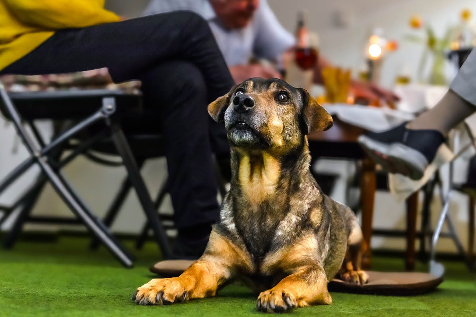 Hund Piko liegt bei Flurparty unter dem Tisch