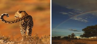 Löwen, Leopard, Wüste, Regenbogen 