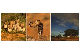 Die Kalahari & Südafrika 