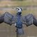 Vogel Flügel ausgebreitet