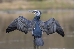 Vogel Flügel ausgebreitet