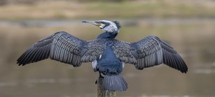 Vogel Flügel ausgebreitet