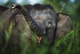Borneo - Überreste eines Paradieses