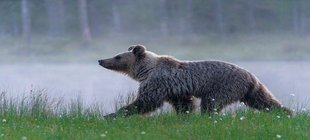 Bär