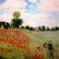 Claude Monet : Impressionistisches Gemälde einer Blumenwiese mit roten Mohnblumen, zwei Personen im Vordergrund und einer weiten Landschaft unter hellem Himmel.