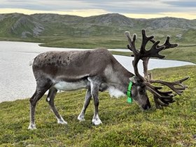 OASE in der Arktis – Sápmi und Europas indigenes Volk