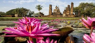 Seerosenteich mit einer Buddhastatue