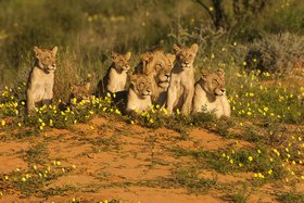 Kalahari – Südafrika – eine der letzten Tieroasen der Erde