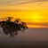 Baum im Abendlicht