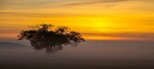 Baum im Abendlicht