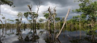 Amazonien bei dunklen Wolken und Hochwasser, bei welchem nur die Baumkronen aus dem Wasser ragen.