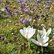 Krokusse auf Wiese