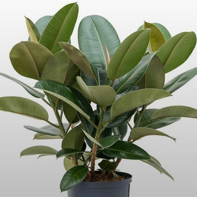 Ficus Elastica Standort
