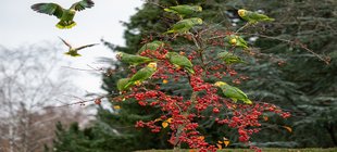 Amazonen auf einem Baum mit Vogelbeeren