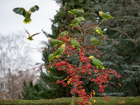 Amazonen auf einem Baum mit Vogelbeeren