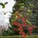 Amazonen auf einem Baum mit Vogelbeeren