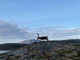 Oase in der Arktis – Sápmi und Europas indigenes Volk