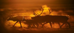Rentiere im Nebel bei Sonnenaufgang 