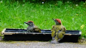 Vogelschau im Apfelgarten Vogelschau im Apfelgarten