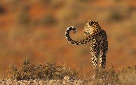 Raubkatze von hinten in der Wüste laufend