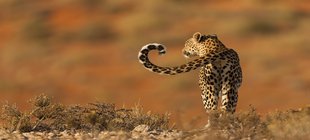 Bildervortrag über die Kalahari Raubkatze von hinten in der Wüste laufend