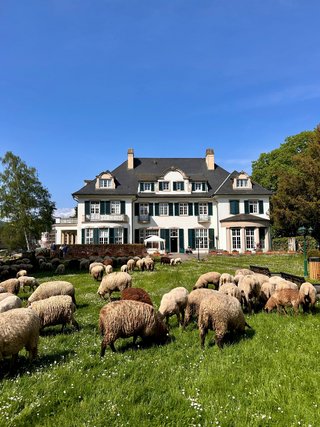 Schafe im Park der alten Villa 