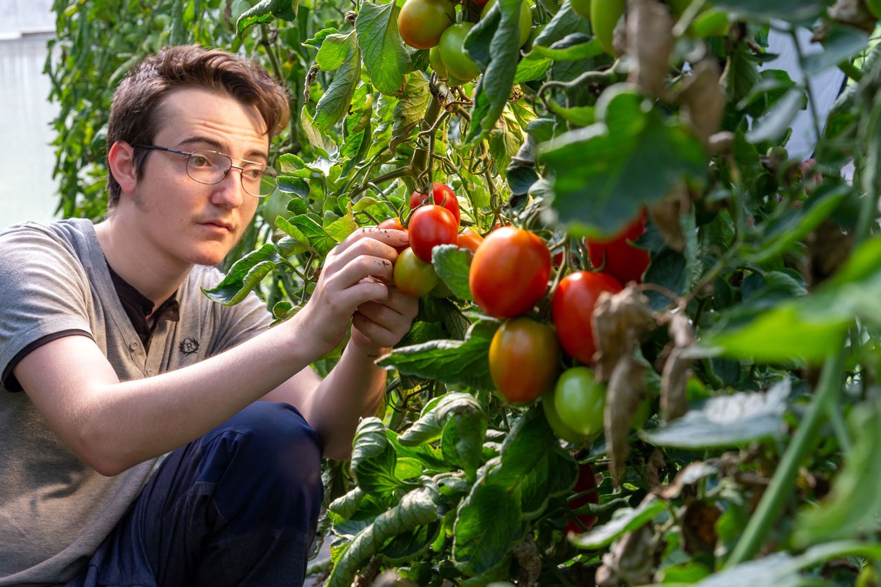 Ein Klient der Augustinum Gärtnerei Hollern prüft, ob die Tomaten bereits reif sind