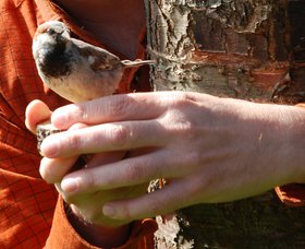 Vortrag mit Ornithologen und Biologen Dr. Uwe Westphal Vogel auf einer Menschenhand