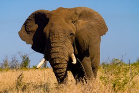 Südafrika - Von Kapstadt zum Krugerpark