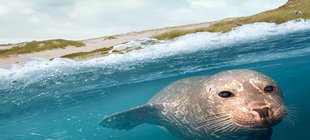 Seerobbe im Wasser