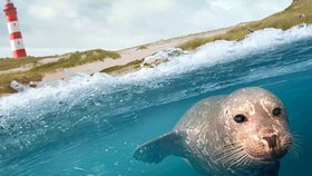 Seerobbe im Wasser