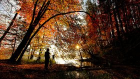 Die Seele des Waldes 