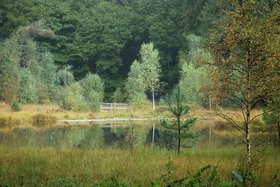 Wald im Klimawandel – Jagd und Wolf 