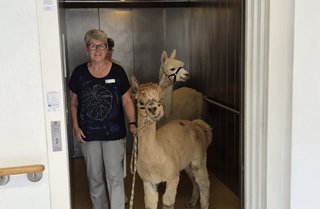 Alpakas im Aufzug