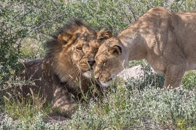 Die Durchquerung der Kalahari