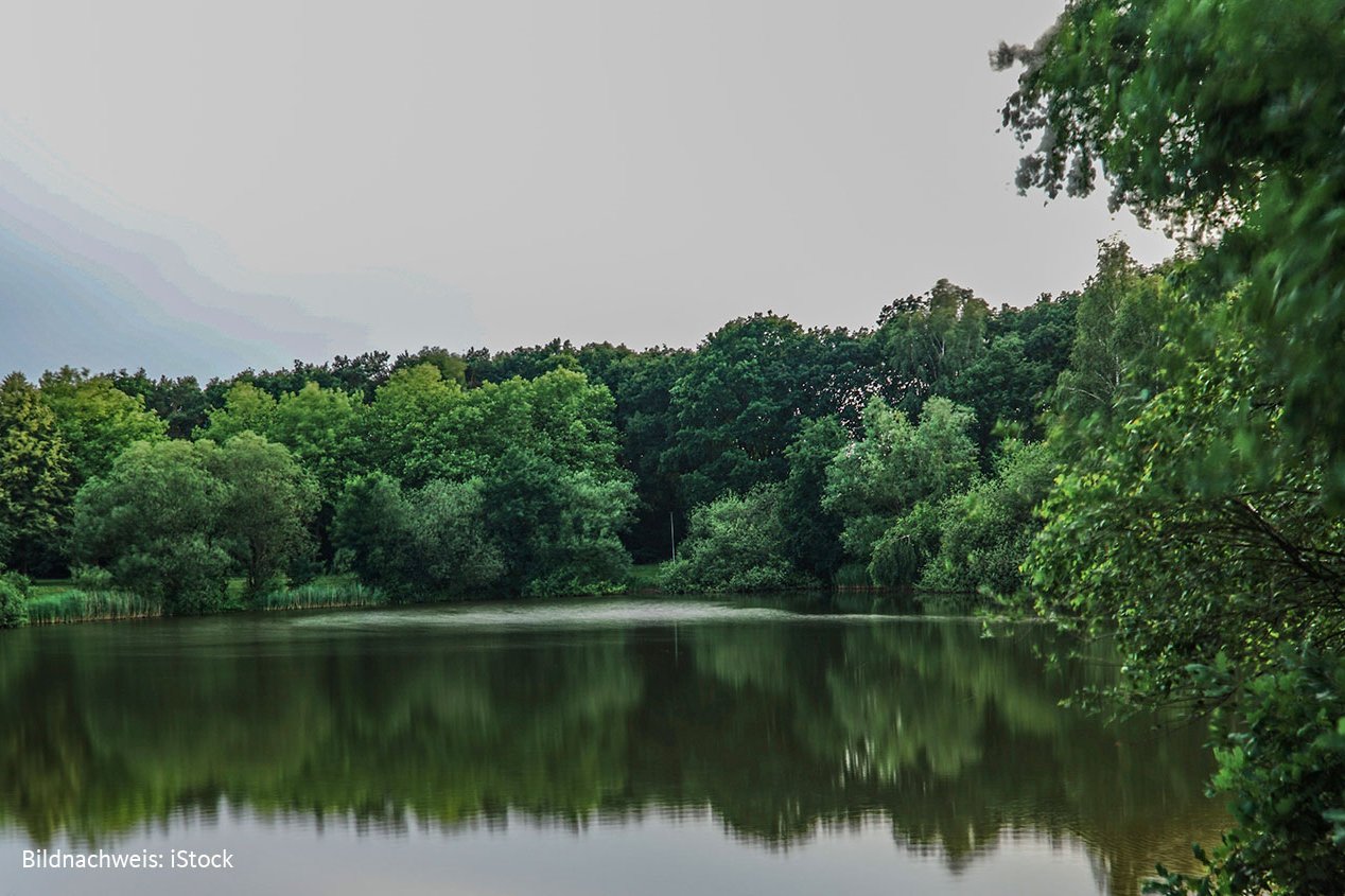 Teich mit bewaldeten Ufern.
