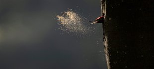 Specht