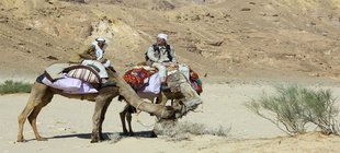 Zwei Beduinen auf zwei Kamelen reitend