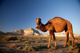 Kamel in Steppe