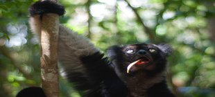 Ein sich am Baumstamm klammernder Lemur, der seitlich die Zunge herausstreckt