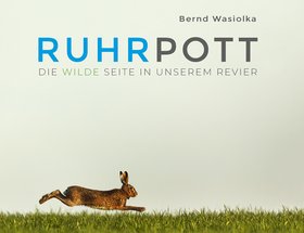 Hase vor grauem Himmel