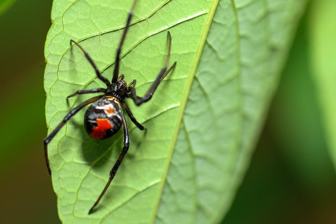 Rotrückenspinne auf einem grünen Blatt