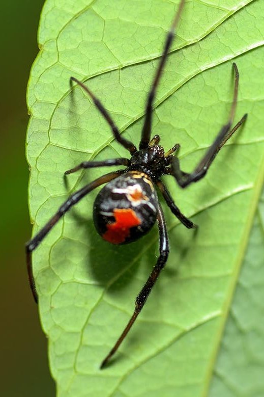 Rotrückenspinne auf einem grünen Blatt
