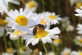 Wildbienen – Ansprüche, Lebensräume, Schutzmaßnahmen